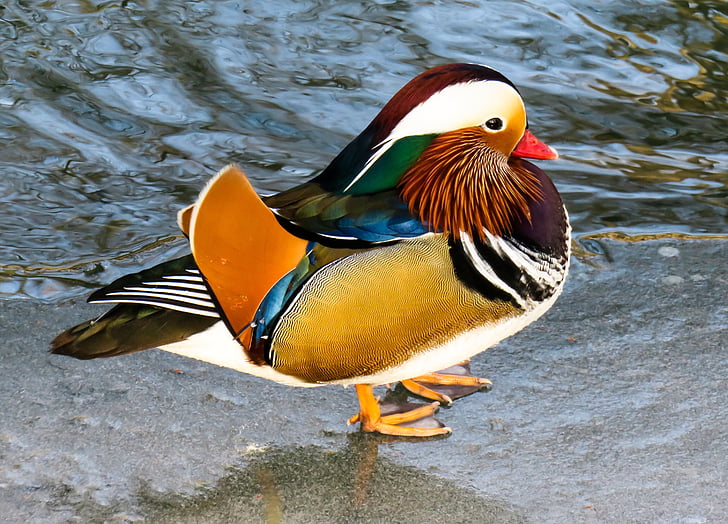 životinja, patka, mandarinske patke, šarene, pero, voda ptica, boja