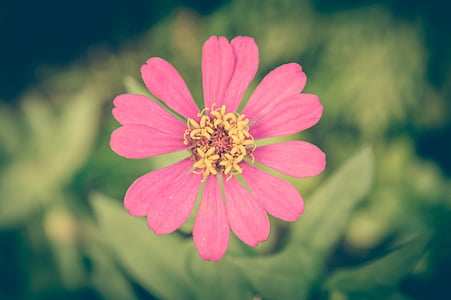 zinnia, vintage, flower, background, floral, pink, beautiful