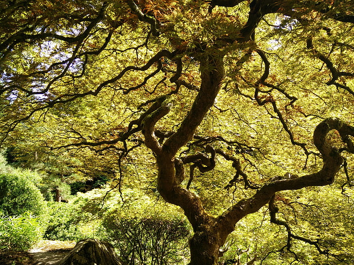 japonès, arbre, auró japonès, verd, natura, Parc, Japó