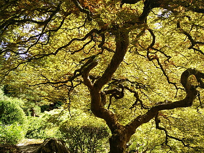 Japonais, arbre, érable du Japon, vert, nature, Parc, Japon