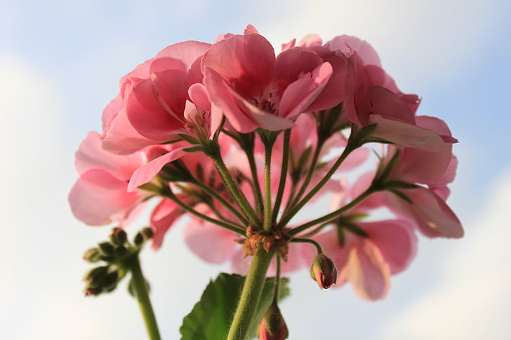 Geranium, kukka, makro, Luonto, vaaleanpunainen kukka, kasvi, Rose - kukka