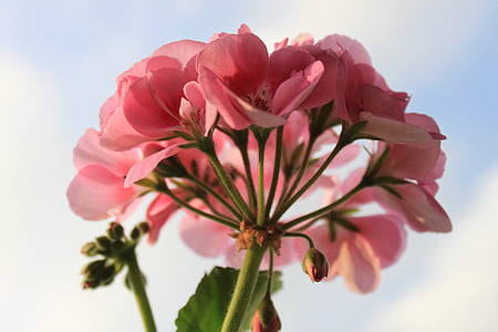 Geranio, flor, macro, naturaleza, flor rosa, planta, flor color de rosa-