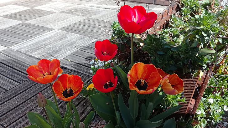 tulips, flowers