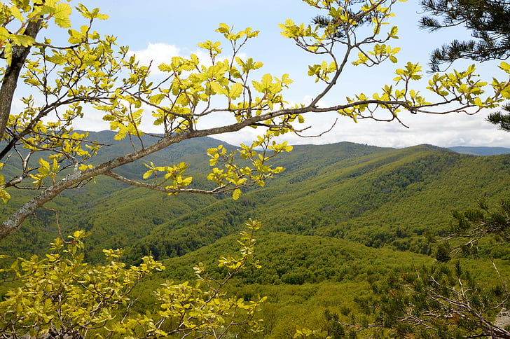 βουνά, φύση, δάσος, στον Καύκασο, Κρασνοντάρ kray, περιοχή Seversky, ύψος