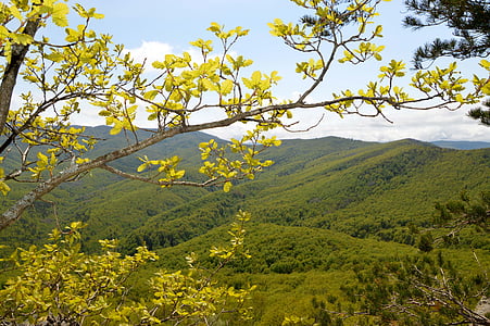 bjerge, natur, skov, Kaukasus, Krasnodarskiy kray, Seversky district, højde