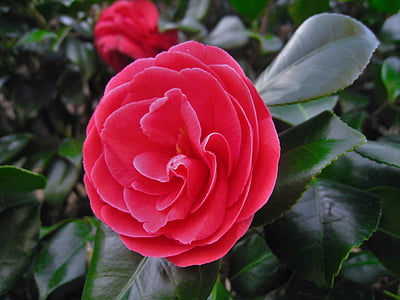 Camellia, bunga, daun, hijau, Bud, Yokosuka, Kanagawa Jepang