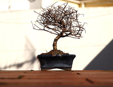 bonsai, tree, flowerpot, branches, autumn, plant