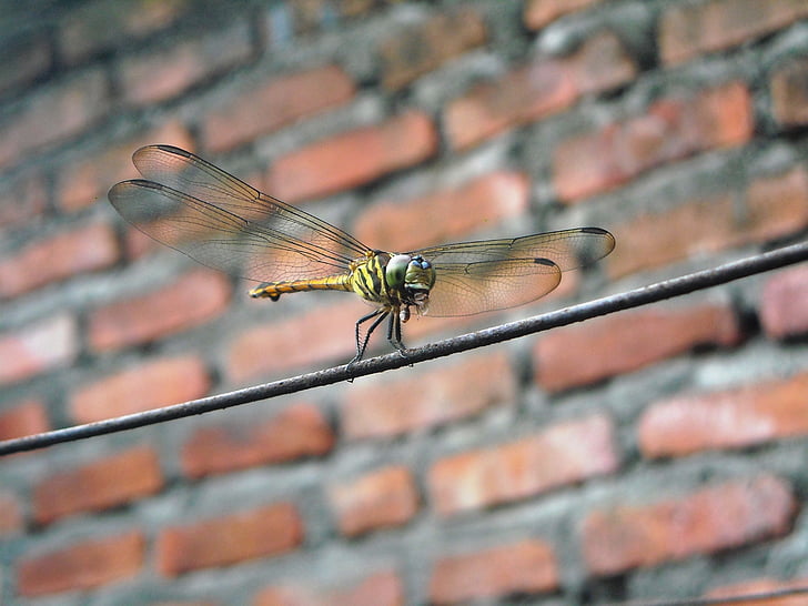 dragonfly, eating, insects, wire, wall