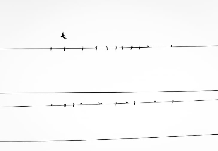 ramats, ocell, part superior, cable, filferro, ocells, observació d'aus