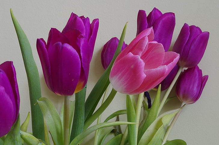 fiori, Tulipani, Posy, tulipano, natura, bouquet, tempo di primavera