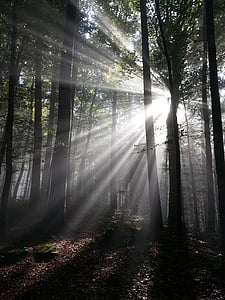 light, Sunbeam, Rays, Sun, Forest, Tyndall Effect, tree