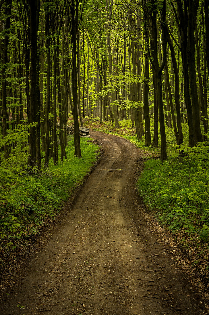 forest, road, landscape, nature, outdoor, tree, green