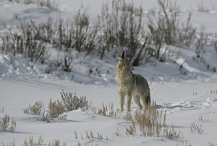 coyote, howling, wildlife, nature, park, wild, canine