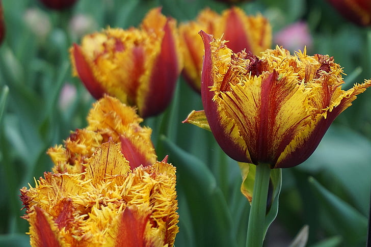 tulipán, virágok, virág, tavaszi, piros, sárga, zár