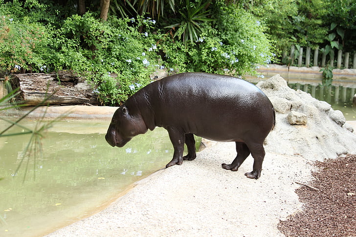 hipopótamo, vida selvagem, grande, boca, animal, mamífero, safári