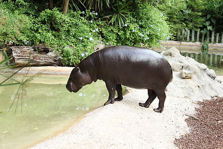 hippopotame, faune, grande, bouche, animal, mammifère, Safari