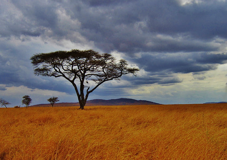 Akacijų medis, Tanzanija, Safari, Serengeti, Afrika, Laukiniai gyvūnai, lauke