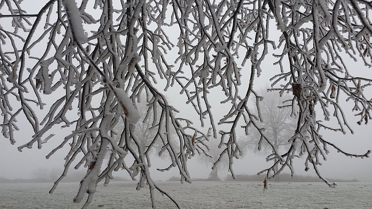 hiver, mûres, branches, glace, givre du matin, branches d’arbres