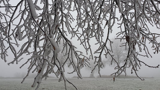 zimowe, dojrzałe, oddziały, lód, mróz rano, gałęzie drzewa