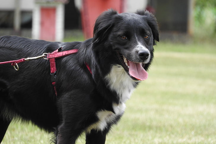 border collie, collie, black dog, dog on a leash