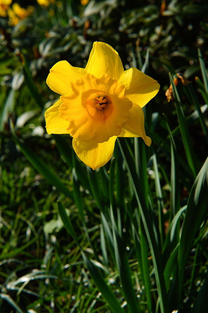 Narzisse, Blüte, Bloom, gelb, Narzisse, Frühling, Narcissus pseudonarcissus