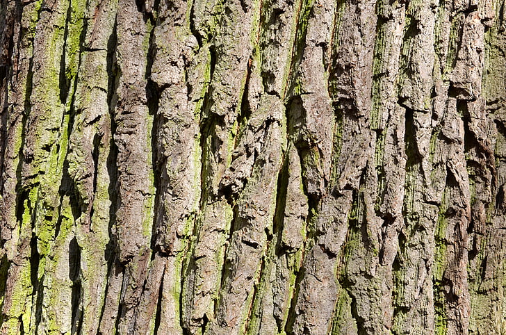 roure, arbre vell, l'escorça de l'arbre, escorça, soca, tronc, superfície