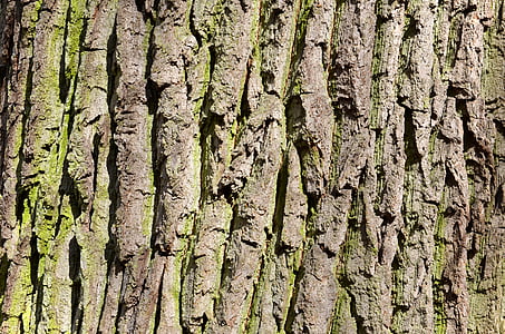 オーク, 古い木, 木の樹皮, 樹皮, ひずみ, トランク, 表面