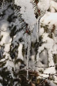 winter, snow, icicle, wintry, white, cold, snowy