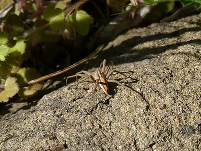 pajek, rock, regiji Priorat, Montsant, narave, živali, prosto živeče živali