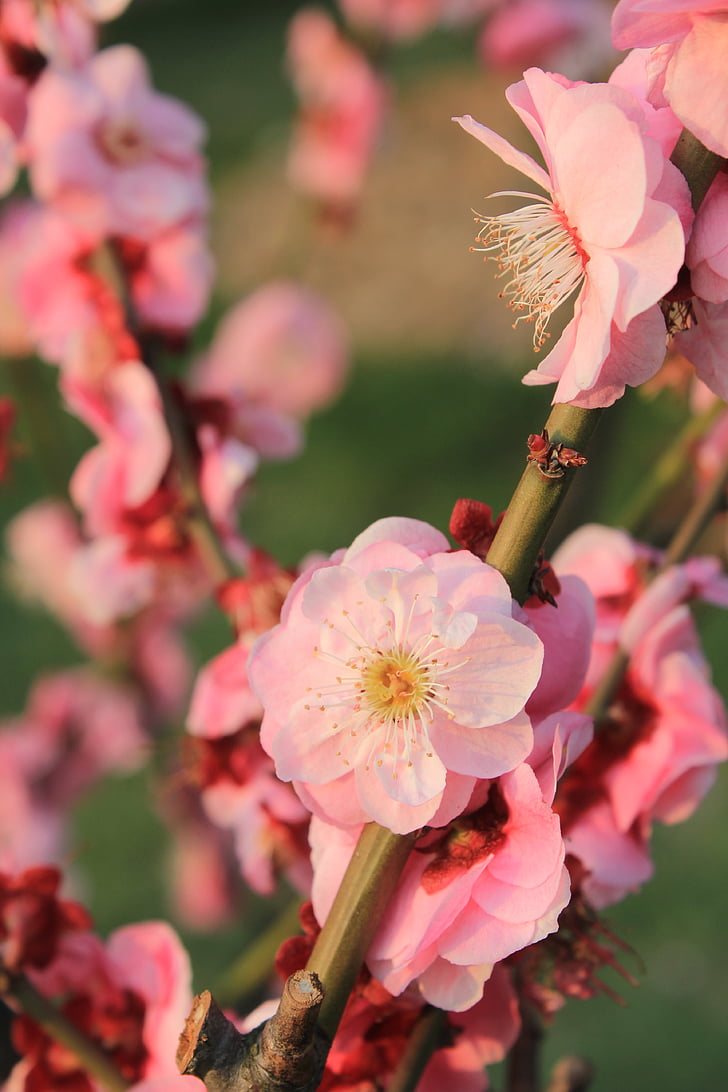 Plum blossom, tavaszi, rózsaszín, csírázás