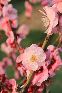 ploomi õis, kevadel, roosa, idanevuse