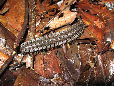 myriapoda, millipedes, centipedes, worm, animal, feet, insect