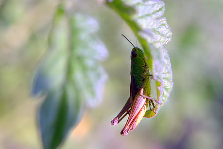 tettigonia viridissima, grasshopper, green, leaf, closeup, konik, insect