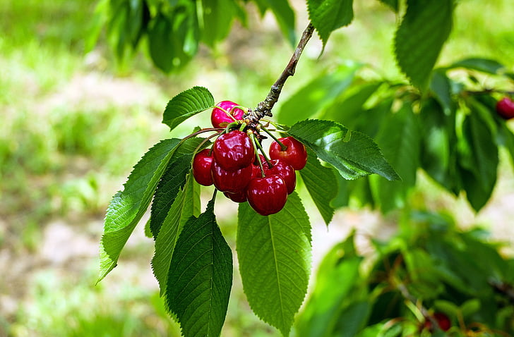 Cherry, Sweet cherry, frukt, röd
