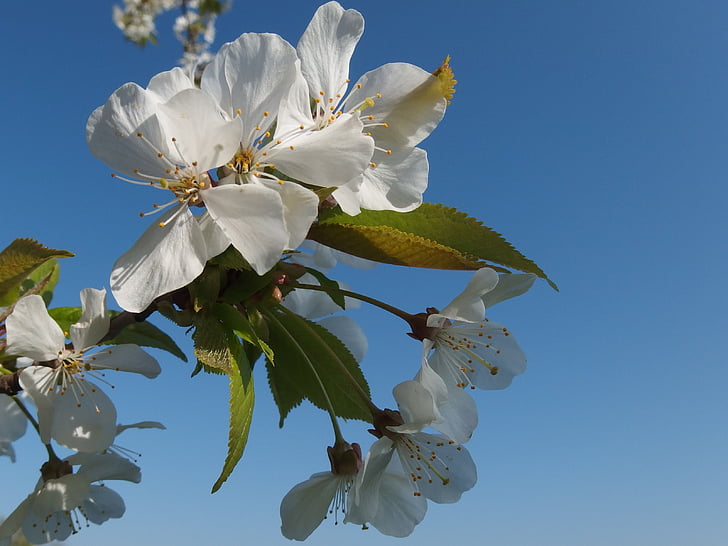 flor, cirerers florits, primavera