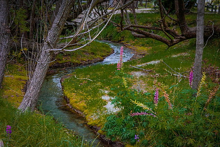Эрроутаун –, Новая Зеландия, Куинстаун, Природа, красивая, Лето, поток
