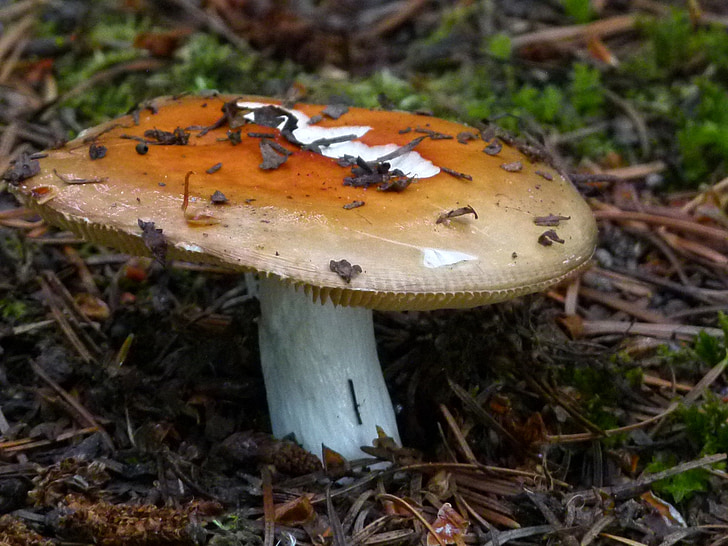 paddestoel, schimmel, fungii, bos, vloer, grond, natuurlijke