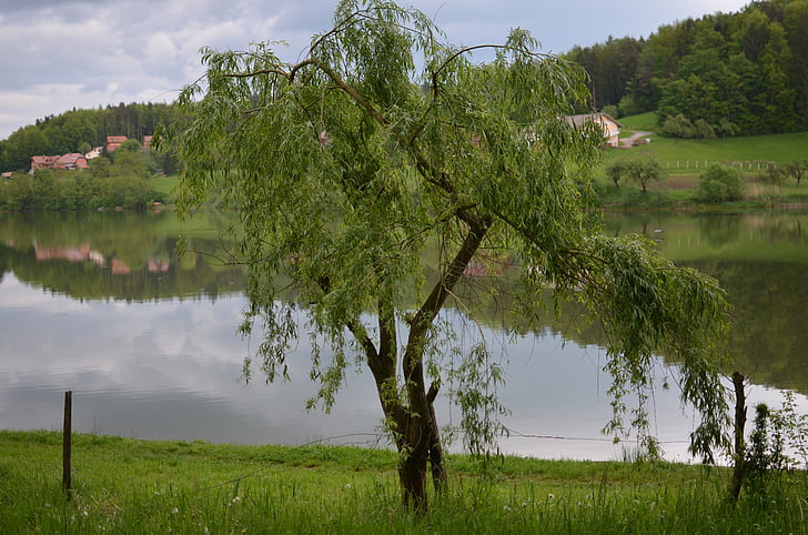 tree, lake, nature