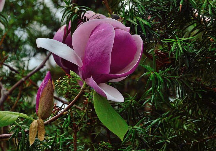 tulipánovník, Královské botanické zahrady, Hamilton ontario, květ, růžové květy, Flora