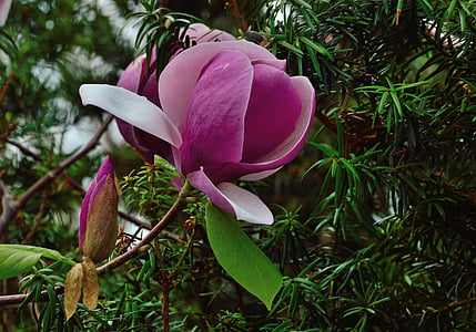 tulipánfa, királyi botanikus kertek, Hamilton ontario, virág, rózsaszín virágok, Flóra