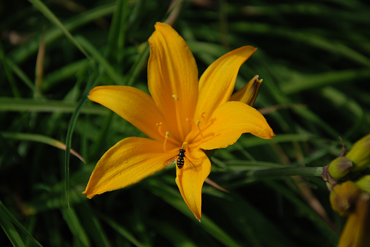spring, flower, garden, yellow, nature, insect