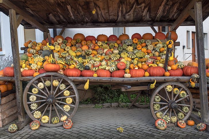 abóboras, Outono, laranja, amarelo, cabaça, decoração, produtos hortícolas