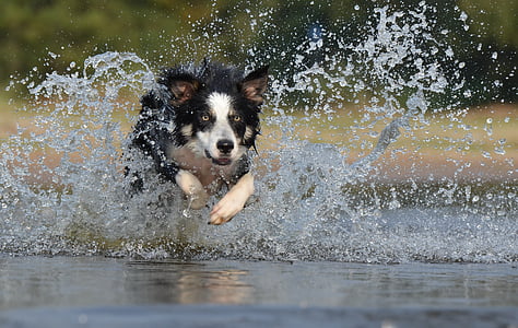 ขอบ collie, กระโดด, น้ำ, อังกฤษ sheepdog, ฤดูร้อน, เรียกใช้, สุนัข