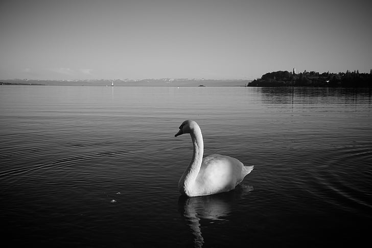 Lac de constance, cygne, oiseau, animal, Lac, calme, noir et blanc