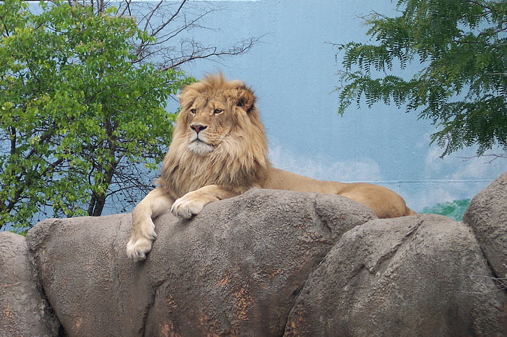 lejon, Zoo, djurparksdjur, djungelns konung, Lion - feline, förvildad katt, rovdjur