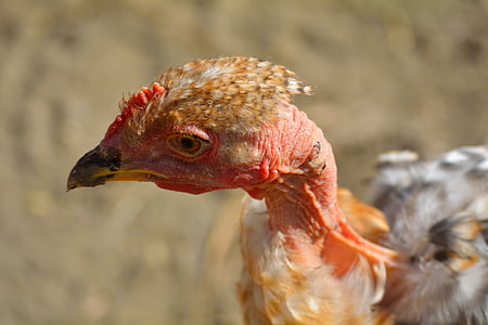 állat, madárinfluenza, csőr, madár, csirke, közeli kép:, Farm