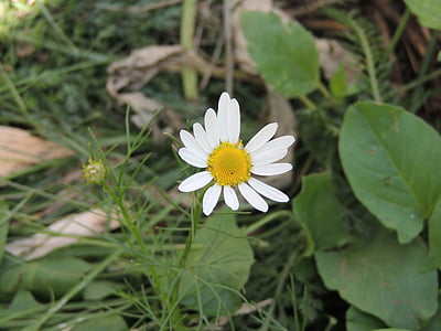 Margherita, fiore, camomilla, fiori, estate, primo piano, fiori bianchi