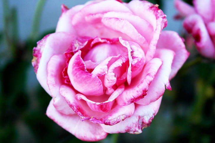 Rose rosa, amore, passione, giorno di San Valentino, fiore