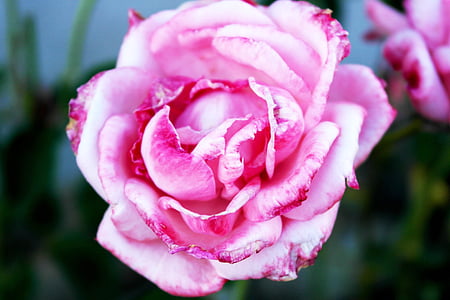 핑크 장미, 사랑, 열정, 발렌타인의 날, 꽃