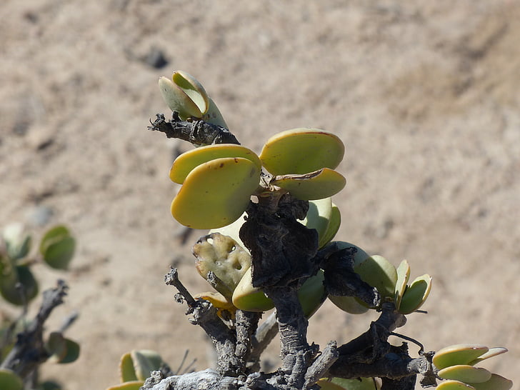 arbusto de medalha, planta de deserto, Namíbia